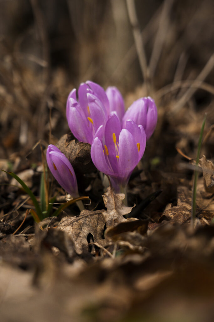 L'instantané - février 2026 - Bulbocode